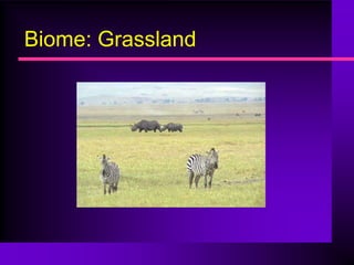 Biome: Grassland
 