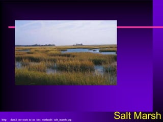 http   dcm2 enr state nc us ims wetlands salt_marsh jpg
                                                          Salt Marsh
 
