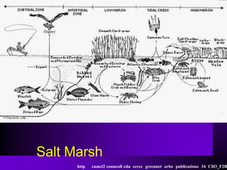 Salt Marsh
      http   camel2 conncoll edu ccrec greennet arbo publications 34 CH3_F2B
 