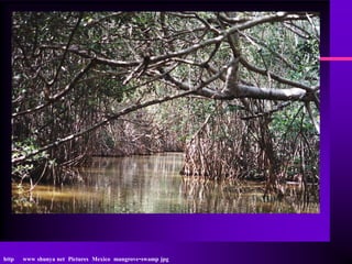 http   www shunya net Pictures Mexico mangrove-swamp jpg
 