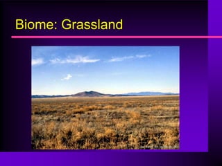 Biome: Grassland
 