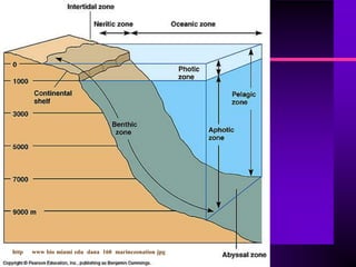 http   www bio miami edu dana 160 marinezonation jpg
 