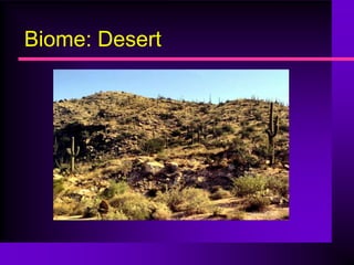 Biome: Desert
 