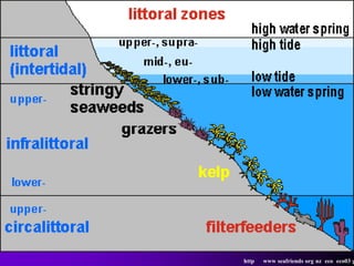 http   www seafriends org nz eco eco03 g
 