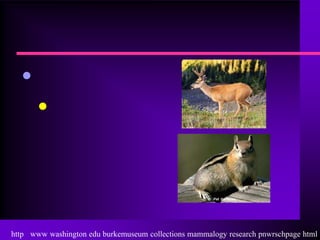 •
       •




http www washington edu burkemuseum collections mammalogy research pnwrschpage html
 
