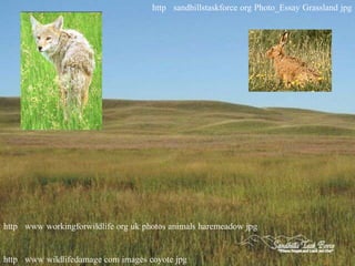 http sandhillstaskforce org Photo_Essay Grassland jpg




http www workingforwildlife org uk photos animals haremeadow jpg


http www wildlifedamage com images coyote jpg
 