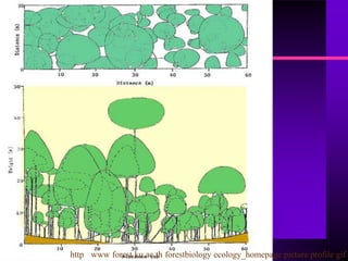 http www forest ku ac th forestbiology ecology_homepage picture profile gif
 