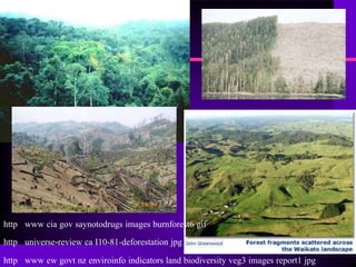http www cia gov saynotodrugs images burnforest6 gif

http universe-review ca I10-81-deforestation jpg

http www ew govt nz enviroinfo indicators land biodiversity veg3 images report1 jpg
 