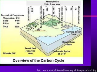 http www scottishforestalliance org uk images carbon1 jpg
 