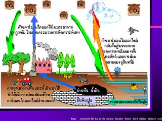 http   cyberlab lh1 ku ac th elearn faculty forest fo24 silvics picture cycl
 