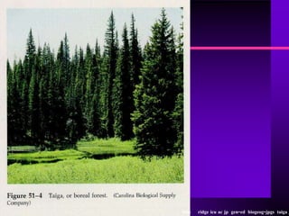 http   ridge icu ac jp gen-ed biogeog-jpgs taiga j
 