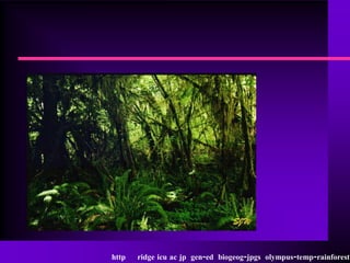 http   ridge icu ac jp gen-ed biogeog-jpgs olympus-temp-rainforest
 