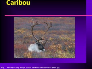 Caribou




http   www 8wwc org images credits caribou%20horizontal%20hart jpg
 