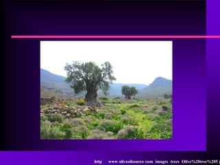 http   www oliveoilsource com images trees Olive%20tree%205 j
 