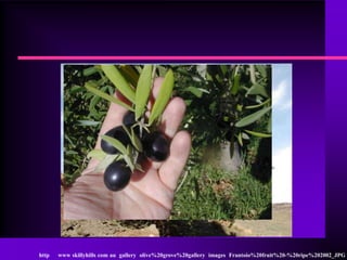 http   www skillyhills com au gallery olive%20grove%20gallery images Frantoio%20fruit%20-%20ripe%202002_JPG
 