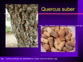 Quercus suber


                                                  http   www wineintro com products corkscrews cork2 jpg




http   gecko gc maricopa edu glendalelibrary images Quercus%20suber-1 jpg
 