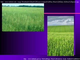 http   www tarleton edu ~range Woodlands%20and%20Forest Longleaf%20Pine Photo%20Slides 0220wet%20prairie jpg




                                http   www cluthadc govt nz Web%20Pages Photo%20Galleries Scenic BARLEY%20FIELD j
 