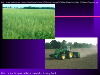 http   www tarleton edu ~range Woodlands%20and%20Forest Longleaf%20Pine Photo%20Slides 0220wet%20prairie jpg




http    www fws gov midwest swanlake farming html
 