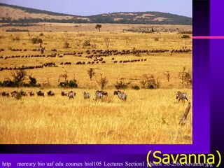 http                                                       (Savanna)
       mercury bio uaf edu courses biol105 Lectures Section1 photos 50-25bx-Savanna jpg
 