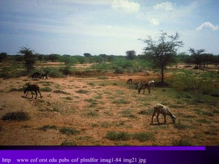 http   www cof orst edu pubs cof plntdfor imag1-84 img21 jpg
 