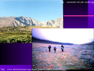 http    nematode unl edu tundra jpg




http   www desertmuseum org desert habitats tundra tundra03 jpg
 