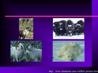 http   www alaskaone com wildlife pictures html
 