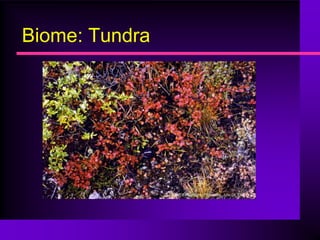 Biome: Tundra
 