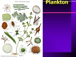 http
                                                                    Plankton
       www cees iupui edu Research Water_Resources CIWRP images Phytoplankton Taste%20and%20Odor%20Causing%20Algae
 
