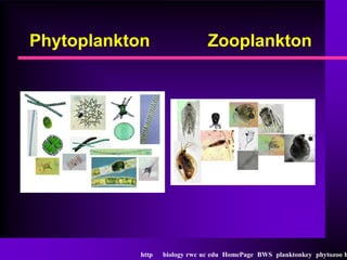 Phytoplankton                  Zooplankton




           http   biology rwc uc edu HomePage BWS planktonkey phytozoo h
 