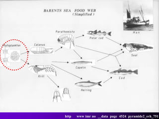 http   www imr no __data page 4524 pyramide2_svh_751
 