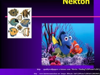 Nekton




       http   qualitywallpapers x-istence com Movies Finding%20Nemo%203 jp

http     www interiorconnections net images RDecals Salt%20Water%20Fish%20IS3045 jp
 