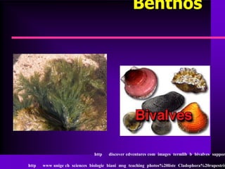 Benthos




                               http   discover edventures com images termlib b bivalves suppor

http   www unige ch sciences biologie biani msg teaching photos%20liste Cladophora%20rupestris
 