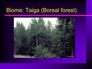 Biome: Taiga (Boreal forest)
 