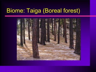 Biome: Taiga (Boreal forest)
 