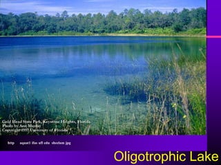 http   aquat1 ifas ufl edu sheelam jpg



                                         Oligotrophic Lake
 