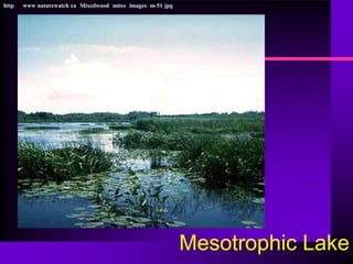 http   www naturewatch ca Mixedwood mites images m-51 jpg




                                                            Mesotrophic Lake
 