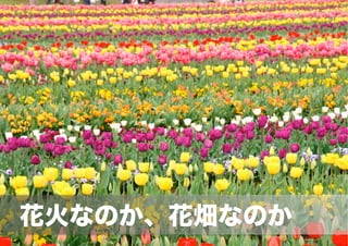  　花火なのか、花畑なのか
 
