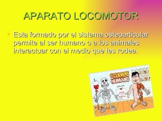 APARATO LOCOMOTOR Esta formado por el sistema osteoarticular permite al ser humano o a los animales interactuar con el medio que les rodea.  