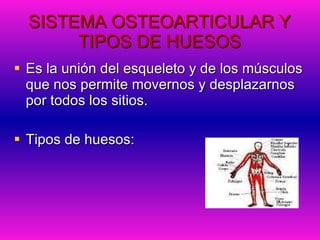 SISTEMA OSTEOARTICULAR Y TIPOS DE HUESOS Es la unión del esqueleto y de los músculos que nos permite movernos y desplazarnos por todos los sitios. Tipos de huesos: 