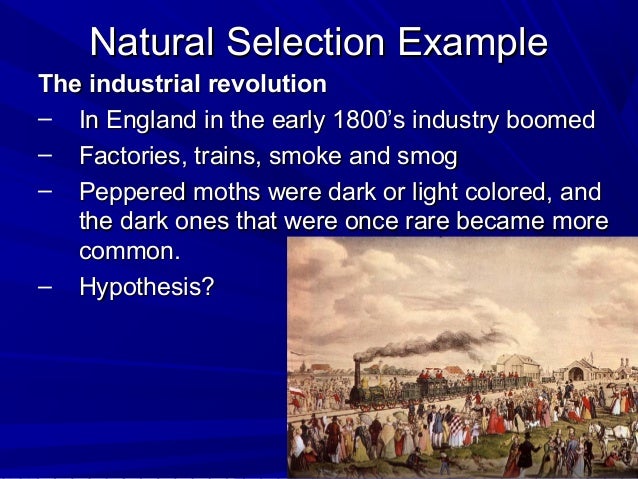 How Does Adaptation Work In Natural Selection How Does Adaptation Work In Natural Selection