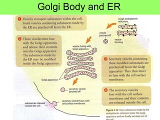Golgi Body and ER 