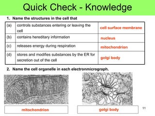 Quick Check - Knowledge Name the structures in the cell that 2. Name the cell organelle in each electronmicrograph. cell surface membrane nucleus mitochondrion golgi body mitochondrion golgi body stores and modifies substances by the ER for  secretion out of the cell (d) releases energy during respiration (c) contains hereditary information (b) controls substances entering or leaving the  cell (a) 