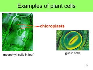 Examples of plant cells chloroplasts guard cells mesophyll cells in leaf 