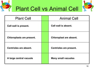 Plant Cell vs Animal Cell Cell wall is present. Cell wall is absent. Chloroplasts are present. Chloroplast are absent. Centrioles are absent. Centrioles are present. A large central vacuole Many small vacuoles Animal Cell Plant Cell 