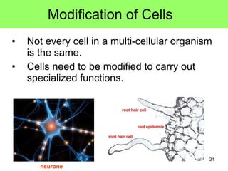 Modification of Cells  Not every cell in a multi-cellular organism is the same. Cells need to be modified to carry out specialized functions. neurone 