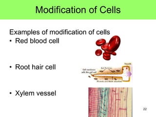 Modification of Cells Examples of modification of cells Red blood cell Root hair cell Xylem vessel 