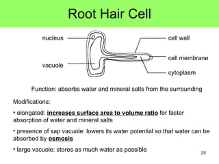Root Hair Cell cell wall cell membrane cytoplasm vacuole nucleus Function: absorbs water and mineral salts from the surrounding Modifications: elongated:  increases surface area to volume ratio  for faster absorption of water and mineral salts presence of sap vacuole: lowers its water potential so that water can be absorbed by  osmosis large vacuole: stores as much water as possible 
