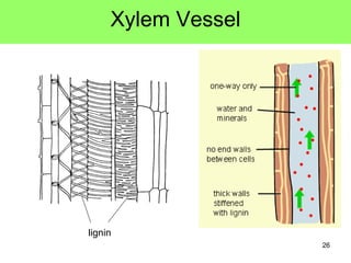 Xylem Vessel lignin 