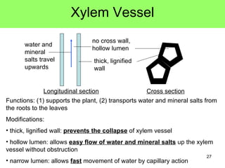 Xylem Vessel no cross wall, hollow lumen thick, lignified wall water and mineral salts travel upwards Longitudinal section Cross section Functions: (1) supports the plant, (2) transports water and mineral salts from the roots to the leaves Modifications: thick, lignified wall:  prevents the collapse  of xylem vessel hollow lumen: allows  easy flow of water and mineral salts  up the xylem vessel without obstruction narrow lumen: allows  fast  movement of water by capillary action 
