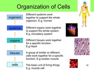 Organization of Cells cells tissues organs systems A group of similar or different cells work together for a specific function. E.g cardiac muscle Different tissues work together for a specific function.  E.g Heart Different organs work together to support the whole system. E.g. circulatory system The basic unit of living things. E.g. muscle cell organism Different systems work together to support the whole organism. E.g. Human 
